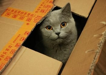 How To Take Moving With Pet Stress Free