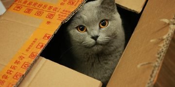 How To Take Moving With Pet Stress Free