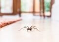 Where Should You Start With Home Spider Removal?