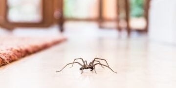 Where Should You Start With Home Spider Removal?