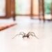 Where Should You Start With Home Spider Removal?
