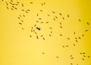 Here’s How to Get Rid of Ants in Your House in No Time