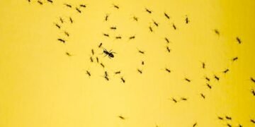 Here’s How to Get Rid of Ants in Your House in No Time