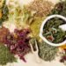 Top 5 Herbs That Help with Respiratory Problems