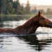 Horse swimming through calm lake water with its head above the surface